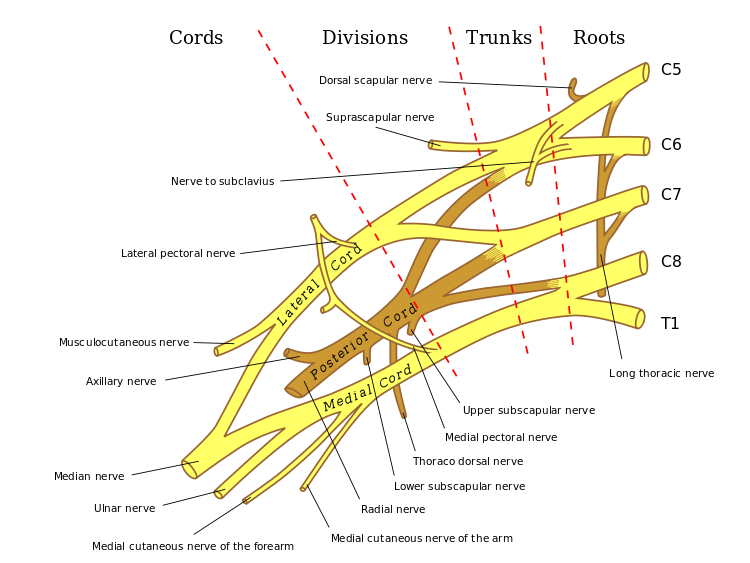 Brachial Plexus Diagram