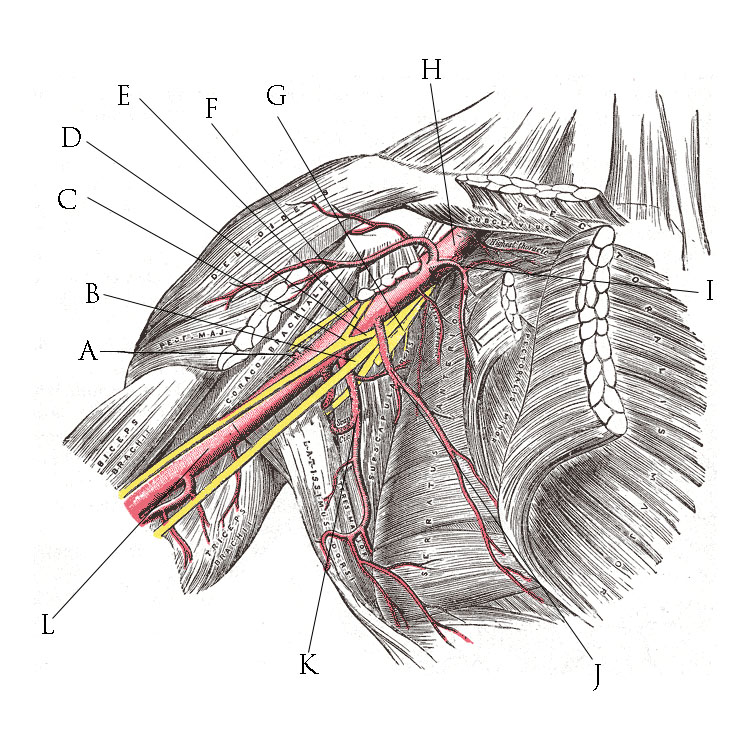 Brachial Plexus Diagram 2